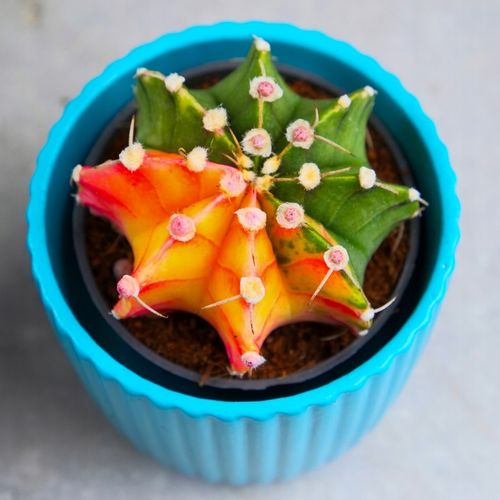 KOLOROWY KAKTUS Gymnocalycium mihanovichii Variegata NA KAŻDĄ OKAZJĘ na Arena.pl