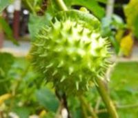 BIELUŃ SURMIKWIAT Datura Metel NASIONA 1000 sztuk - 10g.