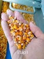 Żwirek kukurydziany GRUBOZIARNISTY EKOTEK 25L dla kotów 15 kg