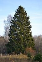 ŚWIERK POSPOLITY Picea abies - NASIONA 1200 sztuk - 10g.