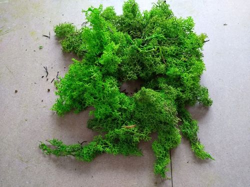 Skrawki mech chrobotek Jasnozielony Karton 1kg na Arena.pl