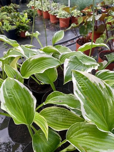 Funkia z białymi obrzeżami-Hosta na Arena.pl