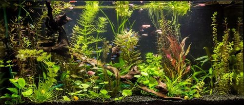 Świetlówka LED FULL SPECTRUM 70cm akwarium GROW na Arena.pl