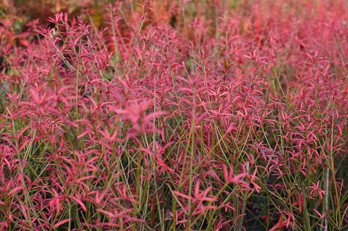 Trzmielina karłowa - Euonymus nanus var.turkestanicus na Arena.pl