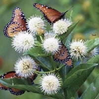 GUZIKOWIEC ZACHODNI Miododajny Wabi motyle pszczoły Na podmokłe gleby P9