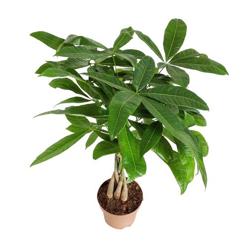 PACHIRA WODNA 70cm na Arena.pl