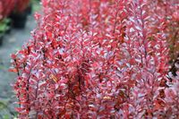 Berberys Thunberga Helmond Pillar - Berberis thunbergii