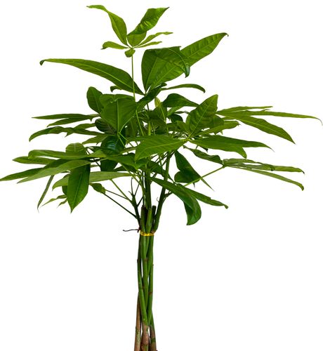 PACHIRA WODNA 85 cm na Arena.pl