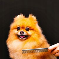 MASZYNKA DO STRZYŻENIA PSÓW PSA ZWIERZĄT CICHA PRACA ZESTAW DUŻY GROOMERSKI