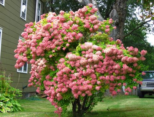 Hortensja  'PINK DIAMOND'  IDEALNA NA DRZEWKO HORTENSJOWE zestaw 10szt na Arena.pl