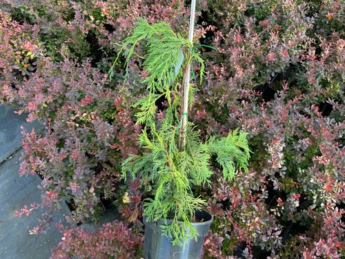 Cyprysik nutkajski 'Jubilee' (Chamaecyparis nootkatensis) Doniczka 3.0L na Arena.pl