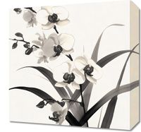 Obraz 40x40cm Orchidea
