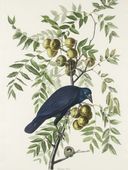 Plakat 60x80cm Wrona Amerykańska, J.J. Audubon Vintage do Salonu