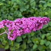 Budleja Dawida 'Pink Delight' Różowa (Buddleja davidii) Doniczka 2.0L