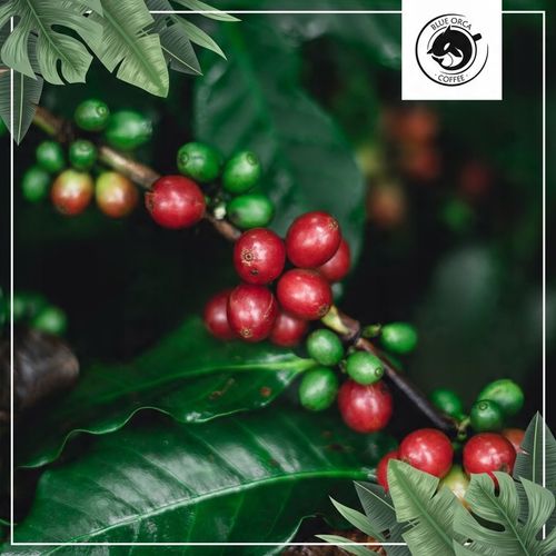 Kawa ziarnista 1kg x3 do ekspresu z Palarni Świeżo Palona Blue Orca Coffee na Arena.pl