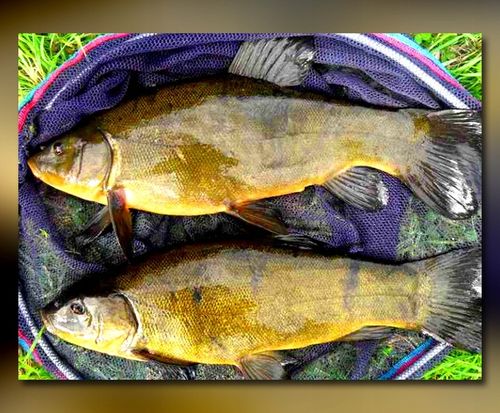 WĘDKA GRUNTOWA MISTRALL ZINO FEEDER 3,30m / 120g na Arena.pl