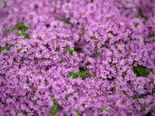 Macierzanka piaskowa (Thymus serpyllum) na Arena.pl