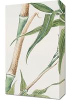 Obraz 30x50cm Bamboo, Morikaga Japoński Vintage do Salonu