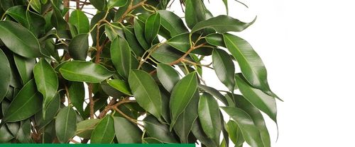 Sanium Pin Owadobójcze Pałeczki + Nawóz 40sztuk miseczniki mączliki na Arena.pl