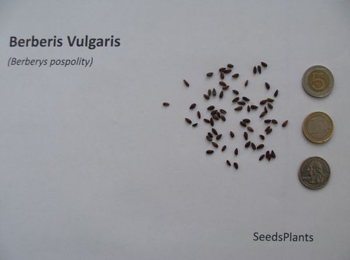 BERBERYS POSPOLITY Berberis vulgaris - NASIONA 600 sztuk - 10g. na Arena.pl
