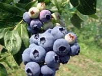 Borówka amerykańska wysoka HANNAH'S CHOICE Wczesna odmiana Sadzonki C2