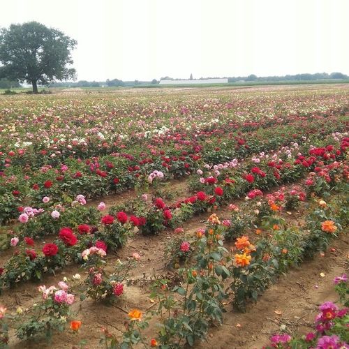 RÓŻA RÓŻE KOLOROWY PAKIET - 12 PACHNĄCYCH RÓŻ na Arena.pl