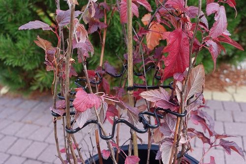 Podpora Obejma 10szt do Kwiatów Hortensji Ring Podpory Roślin Pędów Czarna na Arena.pl