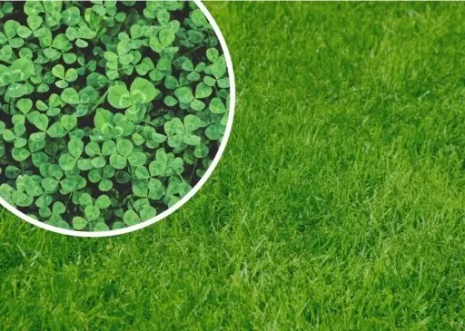 MIKROKONICZYNA drobnolistna KONICZYNA trawa nasiona 100 m² 0,5kg zdjęcie 2