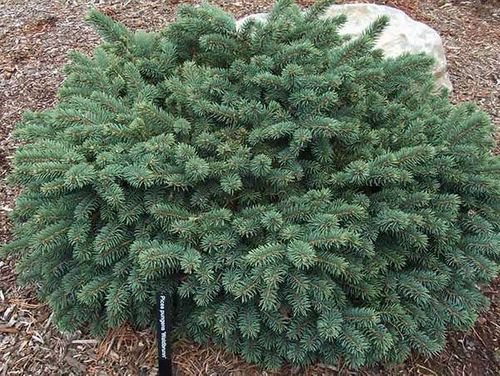 Świerk Waldbrunn C2 na Arena.pl