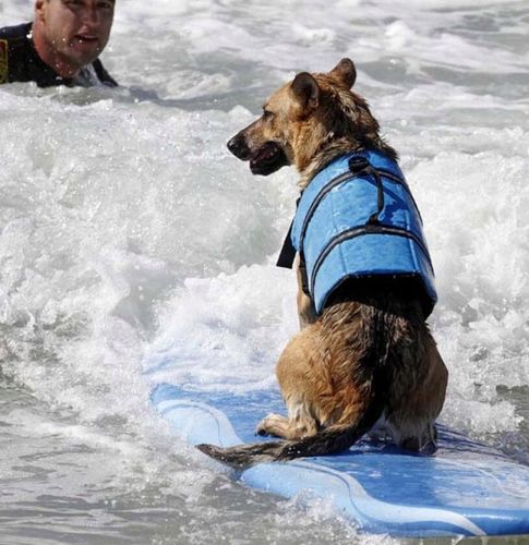 KAMIZELKA RATUNKOWA DLA PSA do WODY KAPOK do PŁYWANIA ODBLASK NIEBIESKA r S na Arena.pl