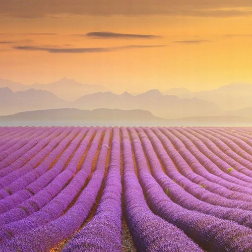 RAID ELEKTROFUMIGATOR Z PŁYNEM OWADOBÓJCZYM BEZPIECZNY DLA DZIECI na Arena.pl