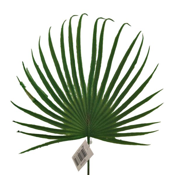 Liść palmy omszały zdjęcie 1