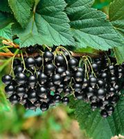 PORZECZKA CZARNA TITANIA - sadzonki w doniczkach