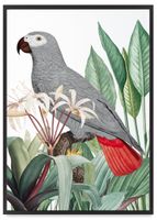 Plakat papuga szara rośliny 30x40 cm w czarnej ramie