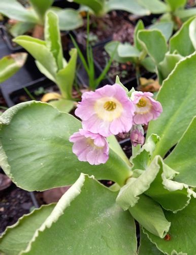 Pierwiosnek omszony wiosenna bylina na Arena.pl