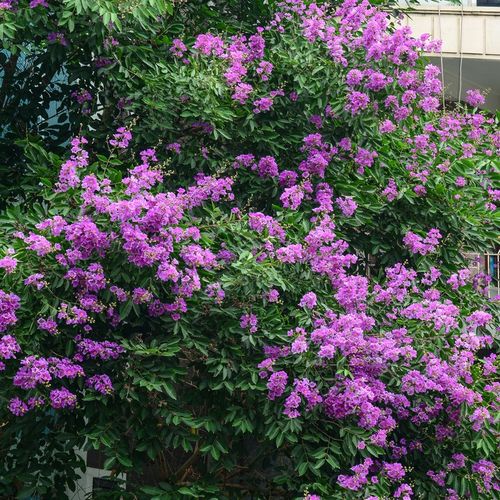 Lagerstremia indyjska VIOLA Fioletowa Lagerstroemia Lilak Bez południa 1L na Arena.pl