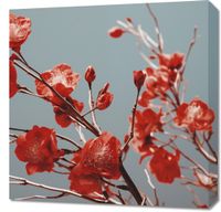 Obraz 60x60cm Szkarłatna Wiosna