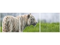 90X30CM BIAŁY TYGRYS- TAMBAKO THE JAGUAR TRÓJ OBRAZ
