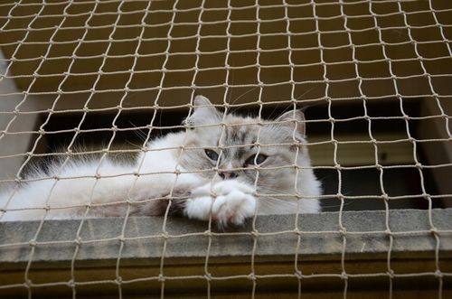 ZESTAW SIATKA NA BALKON 6x3 DLA KOTA Z DRUCIKIEM PREMIUM 110g BEZ WIERCENIA na Arena.pl