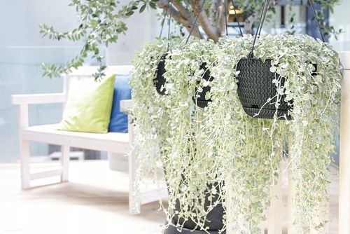 Doniczka wisząca Splofy DSPW230S | Biały na Arena.pl