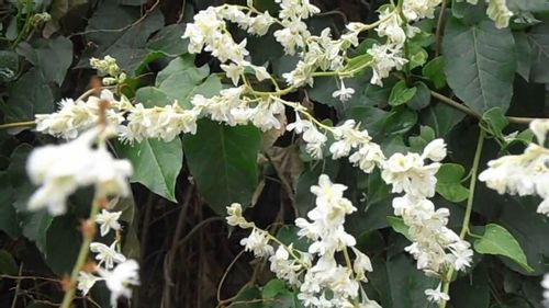 Rdestówka rdest Auberta Fallopia Aubertii P9 na Arena.pl