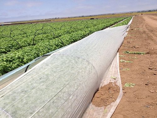 Agrowłóknina biała otulina okryciowa HEVA 1,6x50m 17g wiosenna zimowa UV2% na Arena.pl