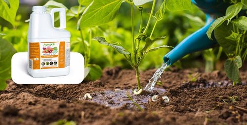 WROTYCZ EKSTRAKT OPRYSK NA PĘDRAKI OPUCHLAKI DRUTOWCE NICIENIE AGROPAK 5L na Arena.pl