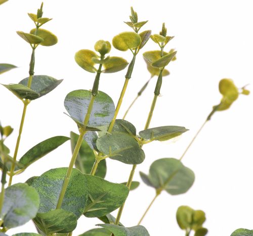 Eukaliptus bukiet powder green na Arena.pl