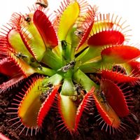 Dionaea Muscipula MUCHOŁÓWKA Roślina Owadożerna Naturalna PUŁAPKA NA