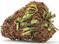 100G SUSZ KONOPNY CBD 39,76% MANGO KUSH PREMIUM