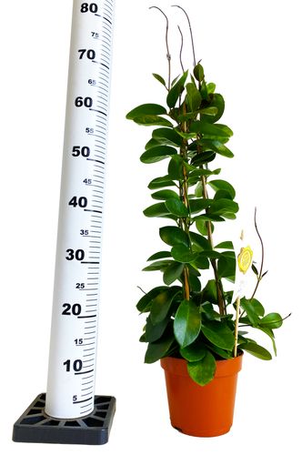 Hoya hoja AUSTRALIJSKA 65 cm na Arena.pl