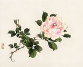 Plakat 50x40cm Pink Rose 2, Kōno Bairei Japoński Vintage do Salonu