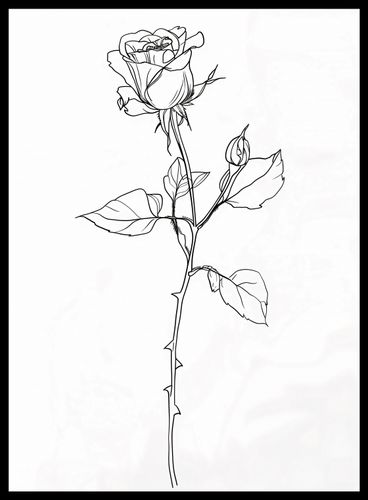 Plakat 40x55cm Kontur Róży na Arena.pl
