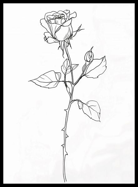 Plakat 40x55cm Kontur Róży zdjęcie 2
